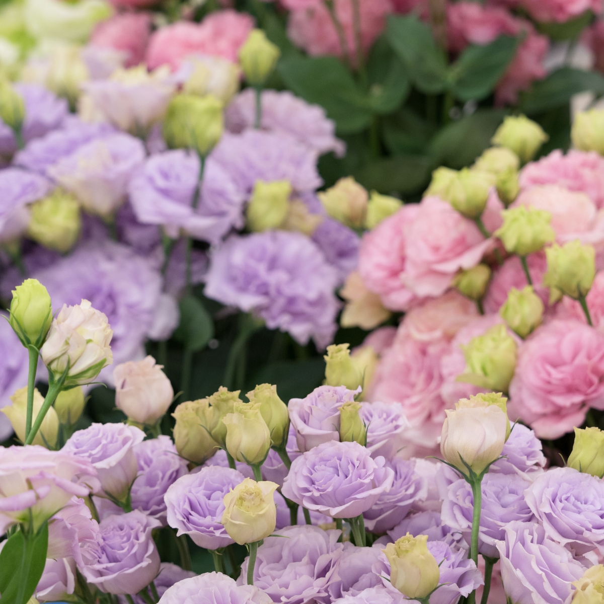 various colors of lisianthus in bloom