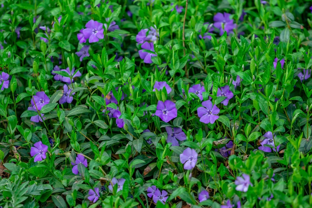 vinca minor in bloom