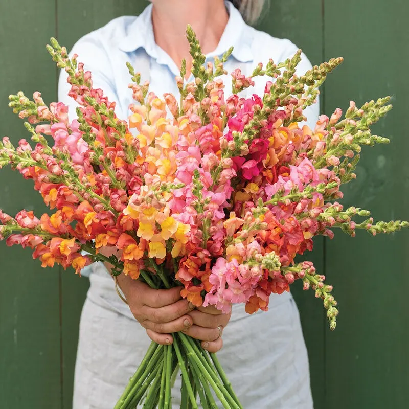 Potomac Early Sunrise mix snapdragons from Johnny's Seeds