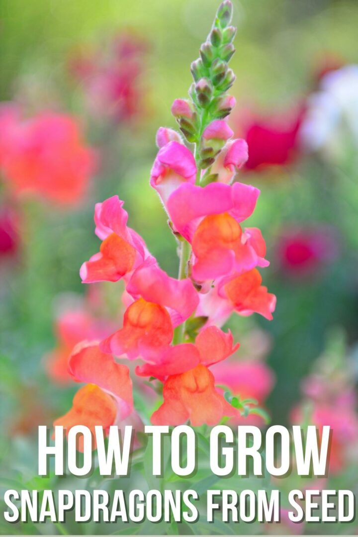 How to Grow Snapdragons from Seed - growhappierplants.com