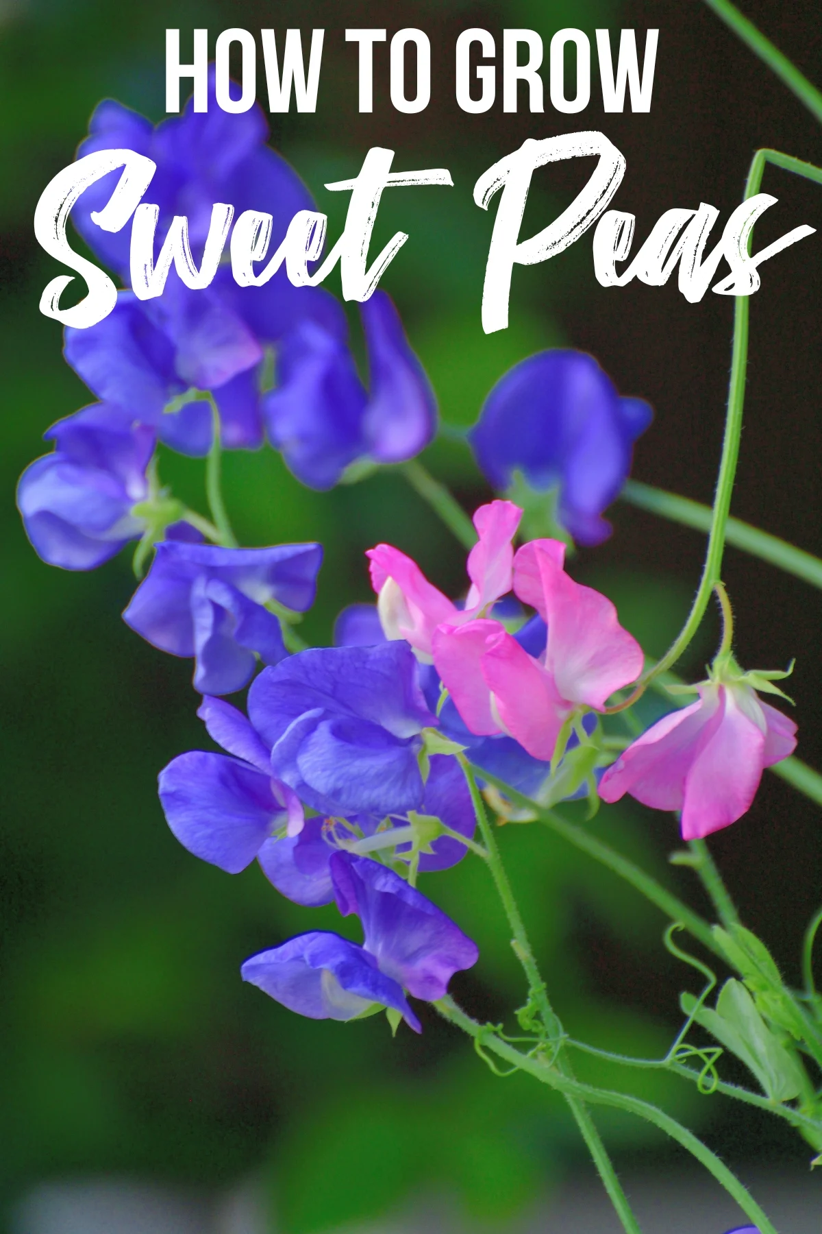 how to grow sweet peas