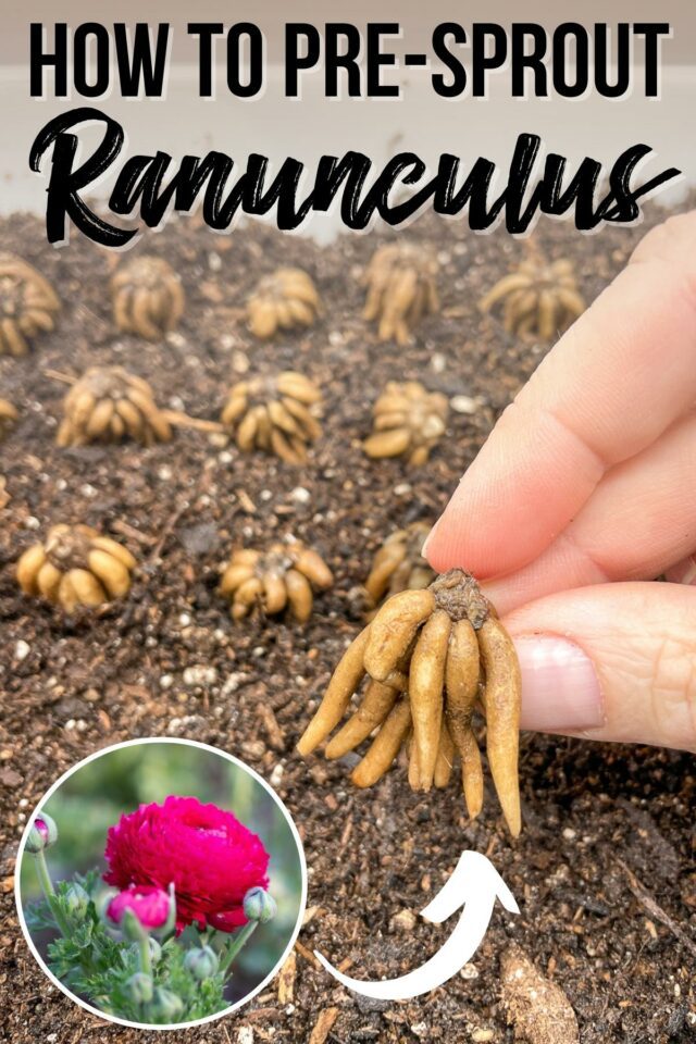 How to Presprout Ranunculus Corms