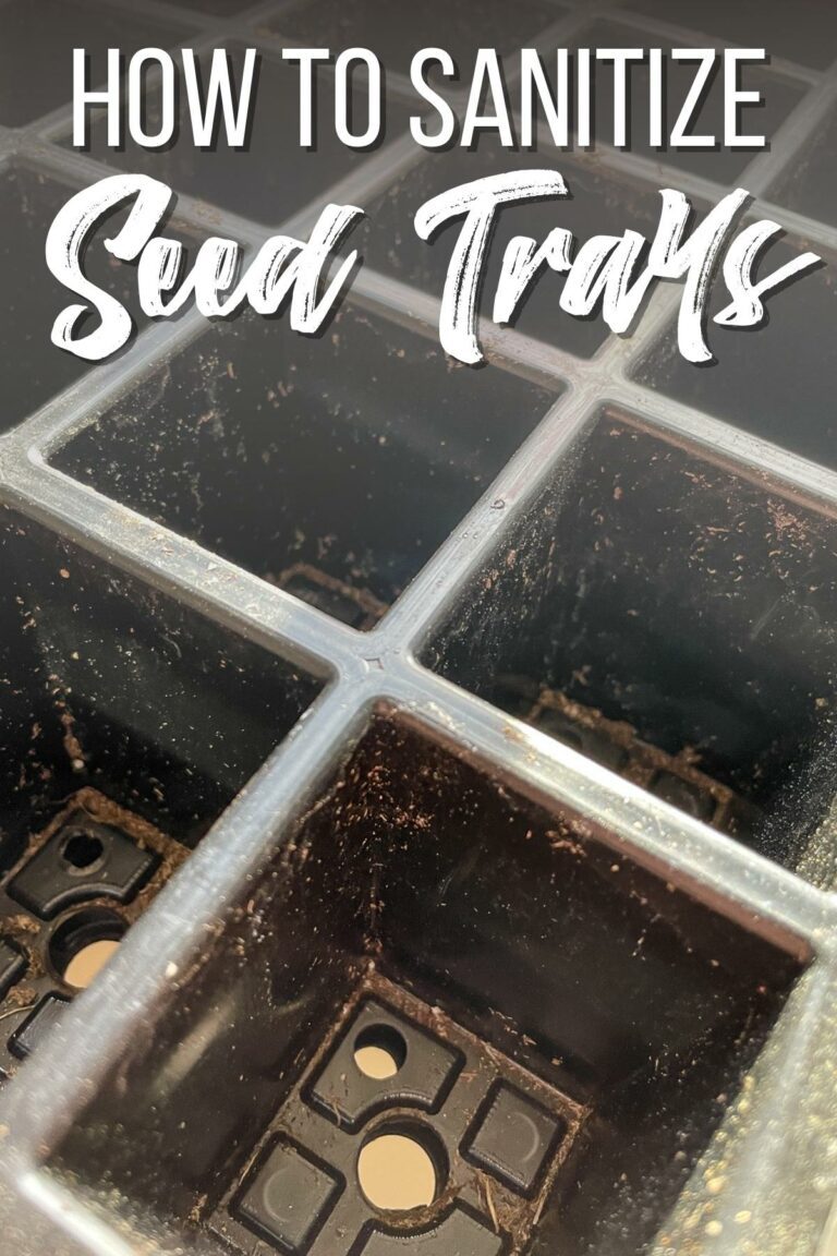 How to Clean and Sanitize Seed Trays