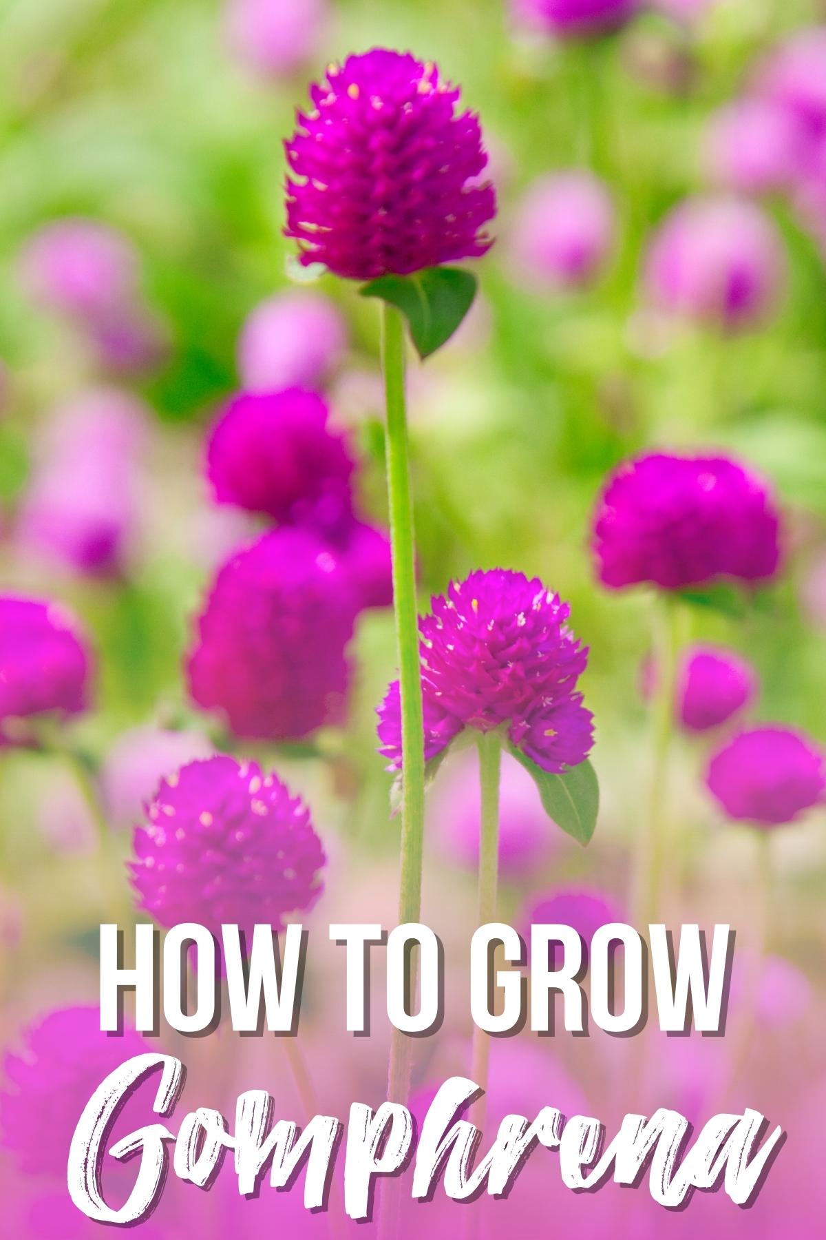 how to grow gomphrena