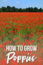 How to Grow Poppies from Seed - growhappierplants.com