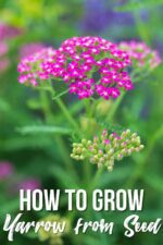 How to Grow Yarrow from Seed - growhappierplants.com