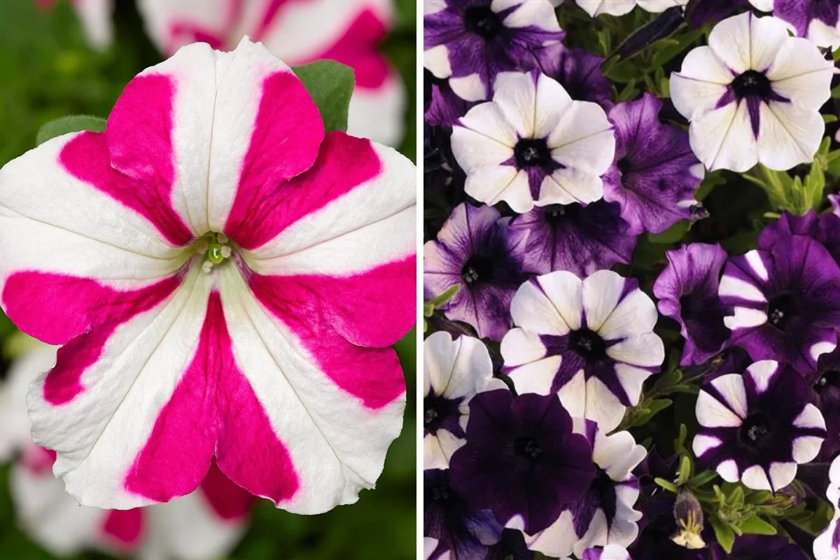 Skybox Rose Star petunia and Shock Wave Purple Tie Dye petunia