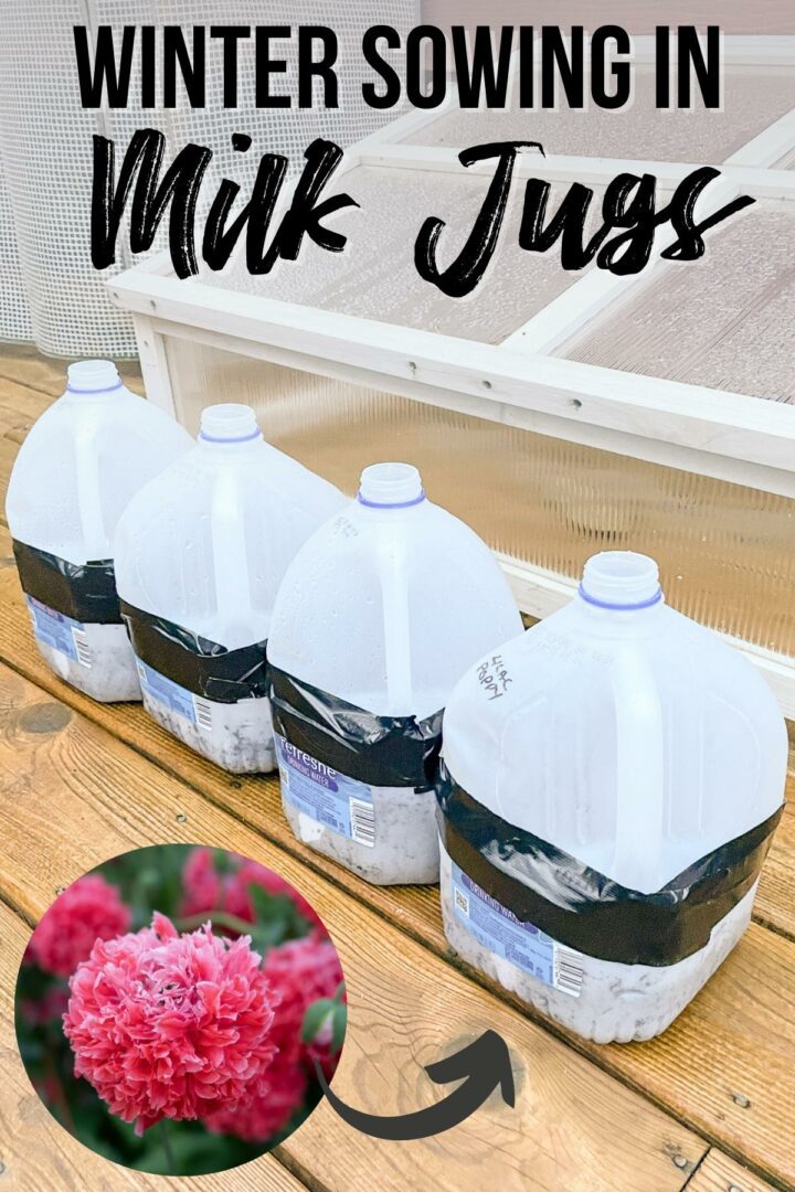Winter Sowing Poppies in Milk Jugs