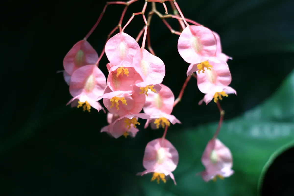 angel wing begonia