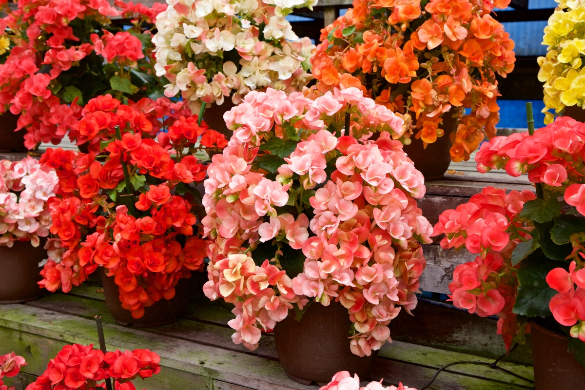 different colors of begonias
