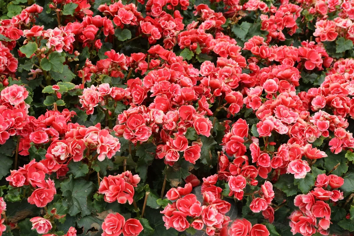 pink begonia plants