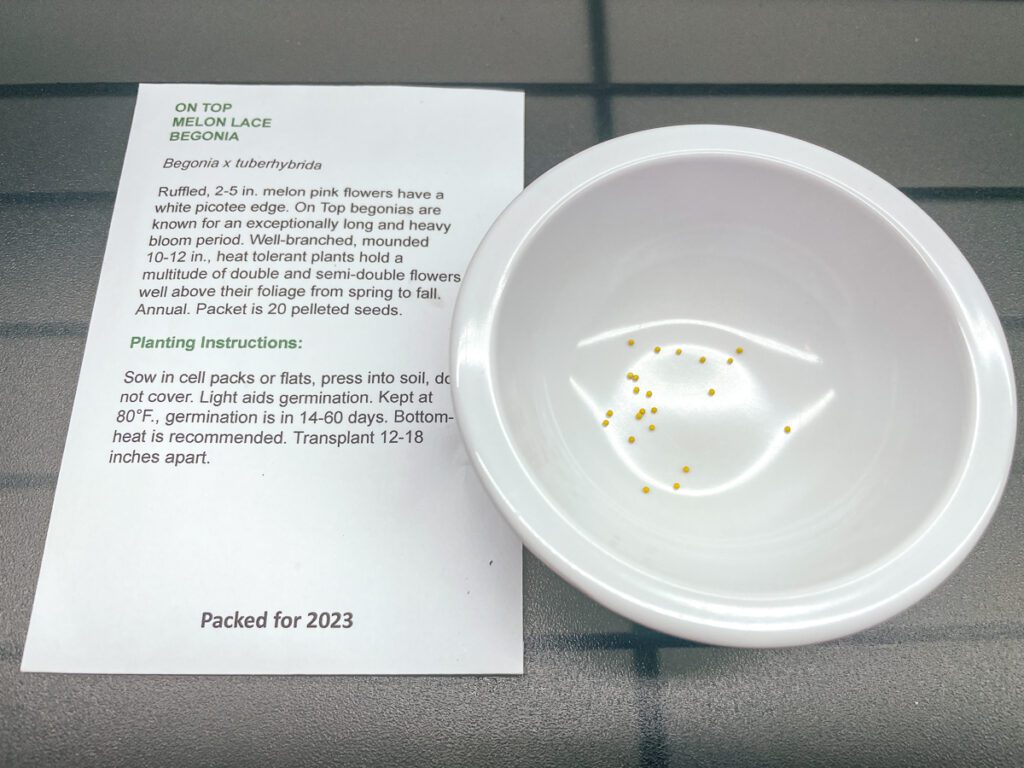 How to Grow and Care for Begonias