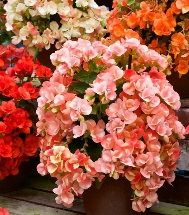 Begonias in pots