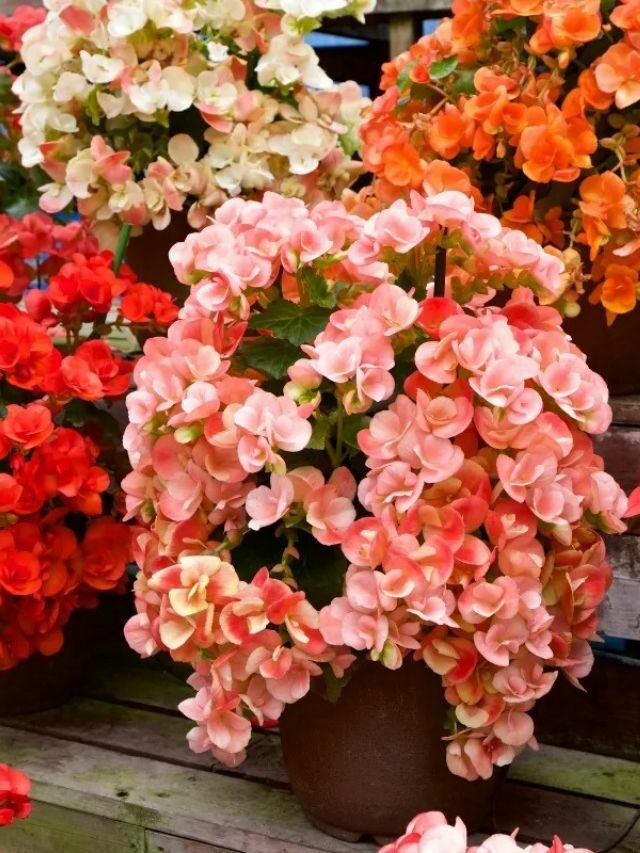 GROWING AND CARING FOR BEGONIAS