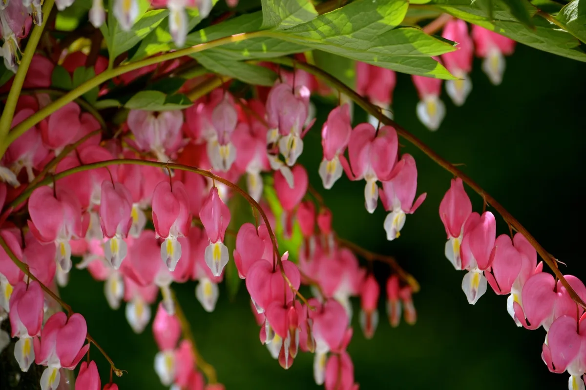 bouquet of bleeding hearts flowers