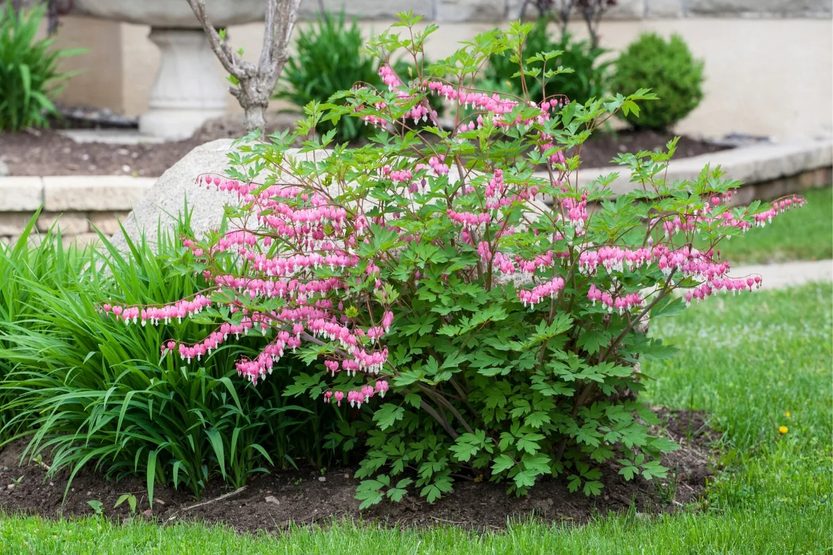 bleeding heart growing in the garden