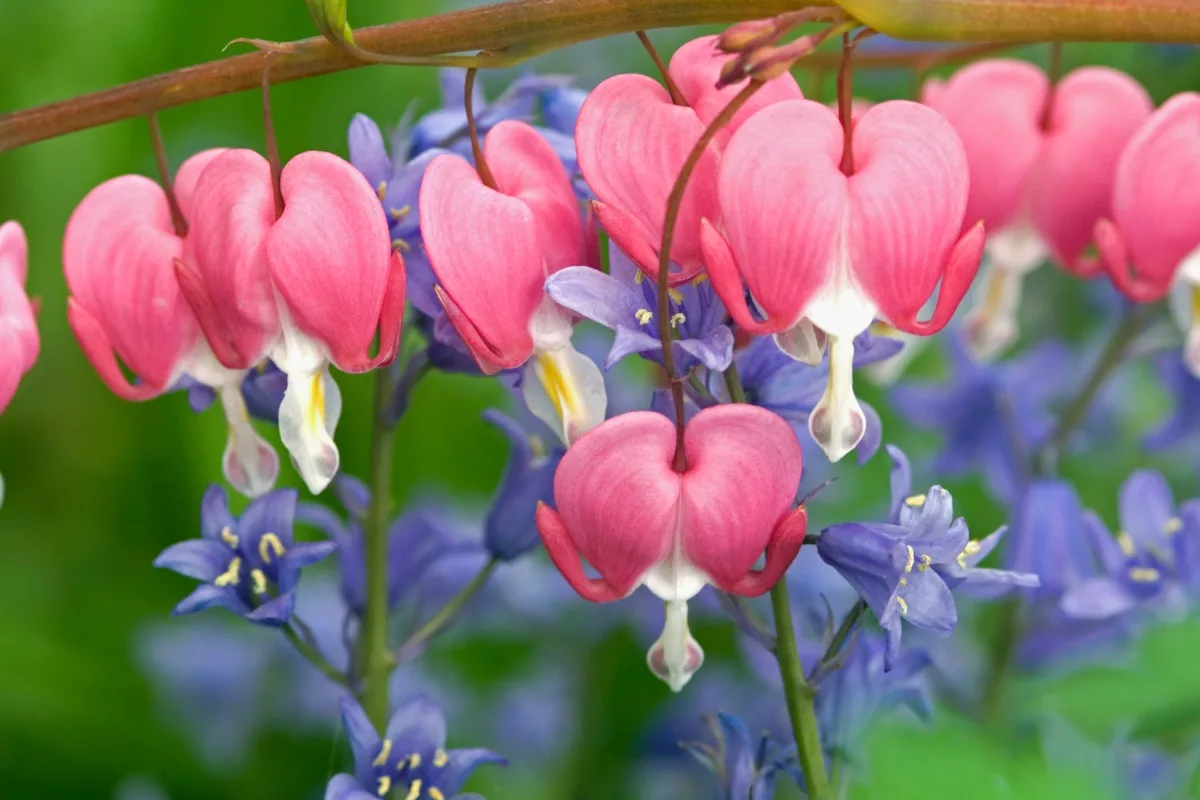 bleeding hearts and bluebells