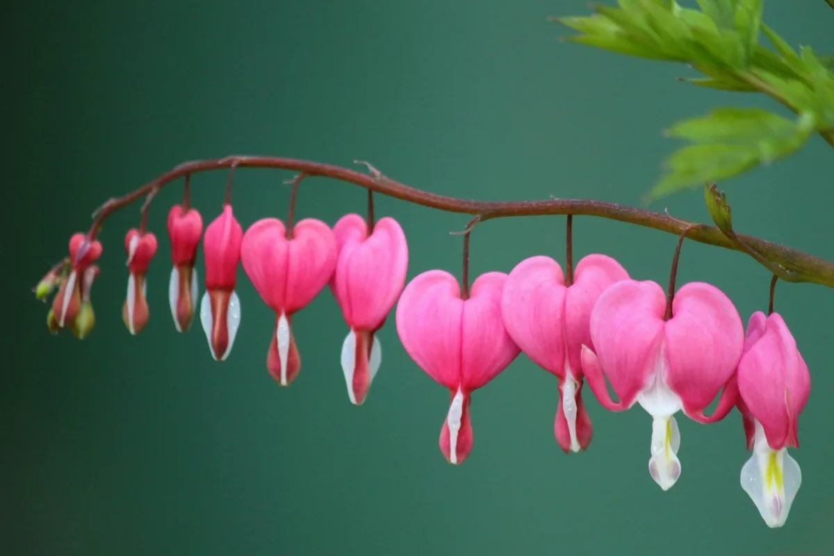 bleeding hearts stem with lots of flowers