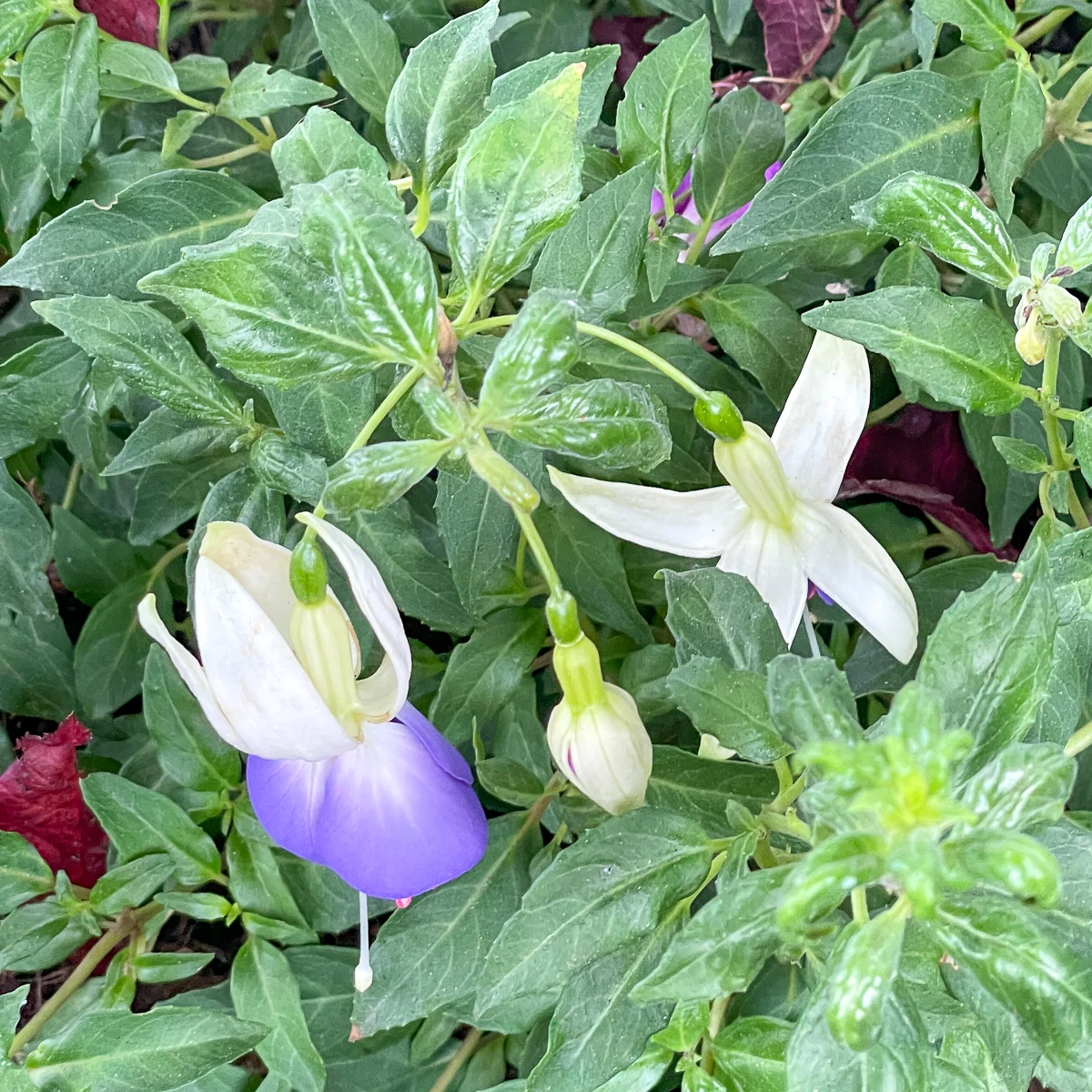 blue and white fuchsia