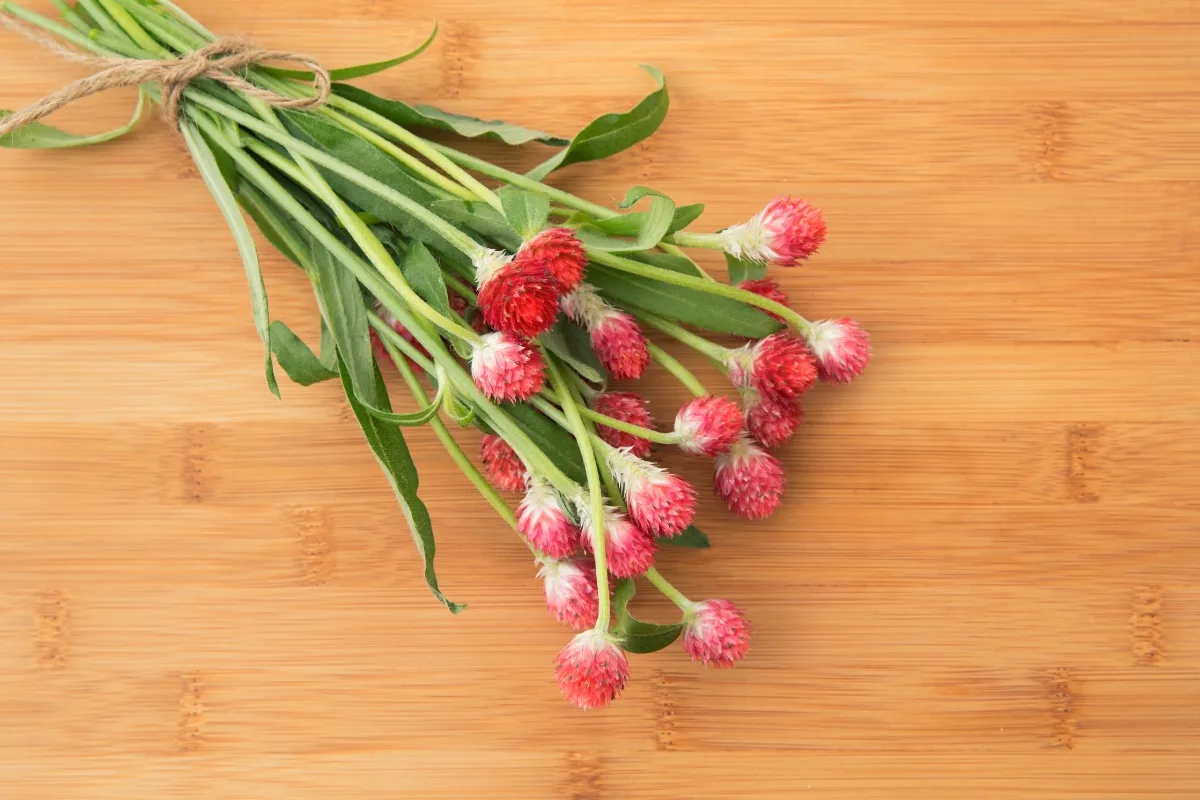 bouquet of gomphrena