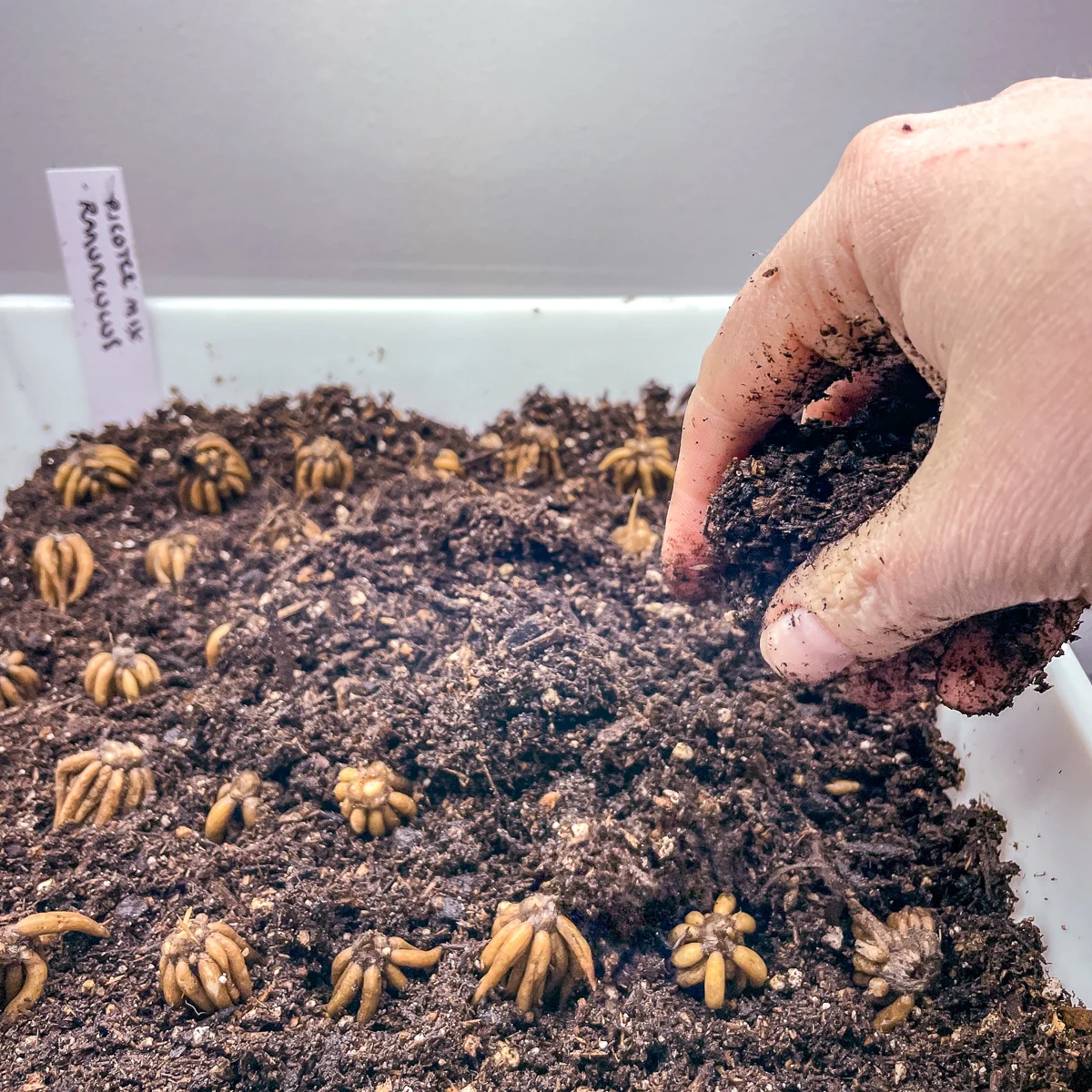 covering ranunculus corms in tray with soil