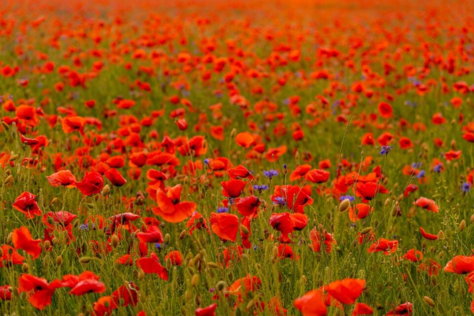 How to Grow Poppies from Seed