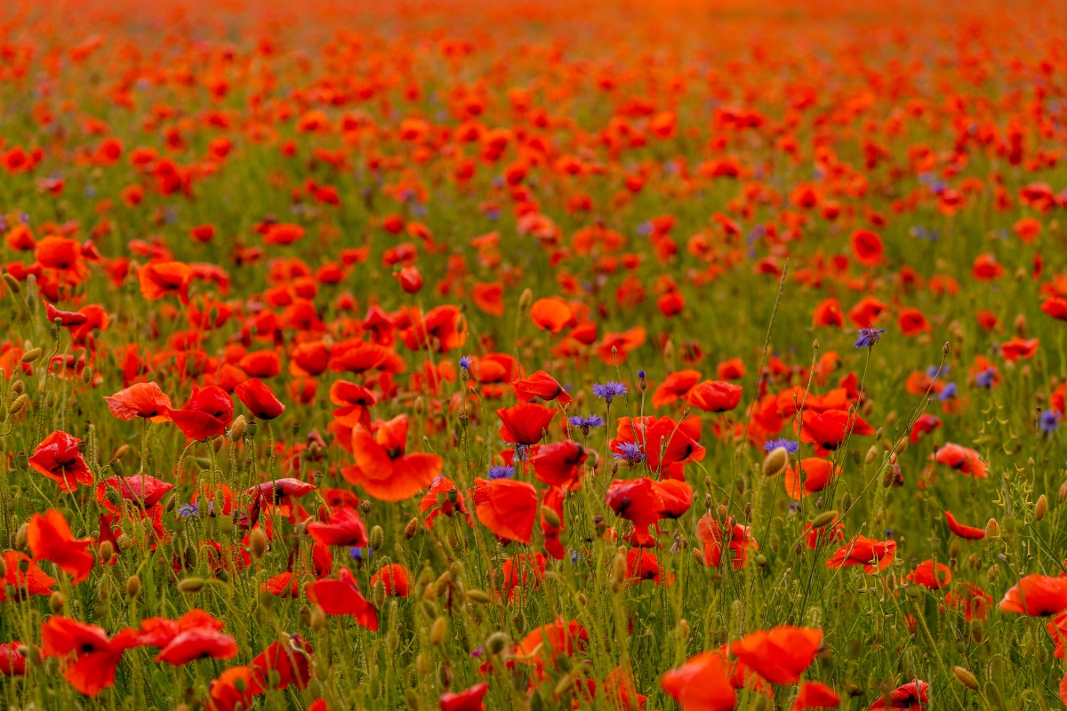 densely planted poppies in field