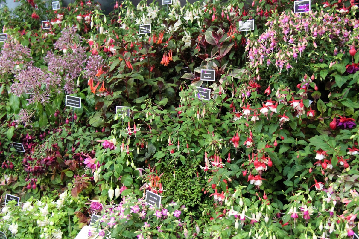 different colors and varieties of fuchsia on display