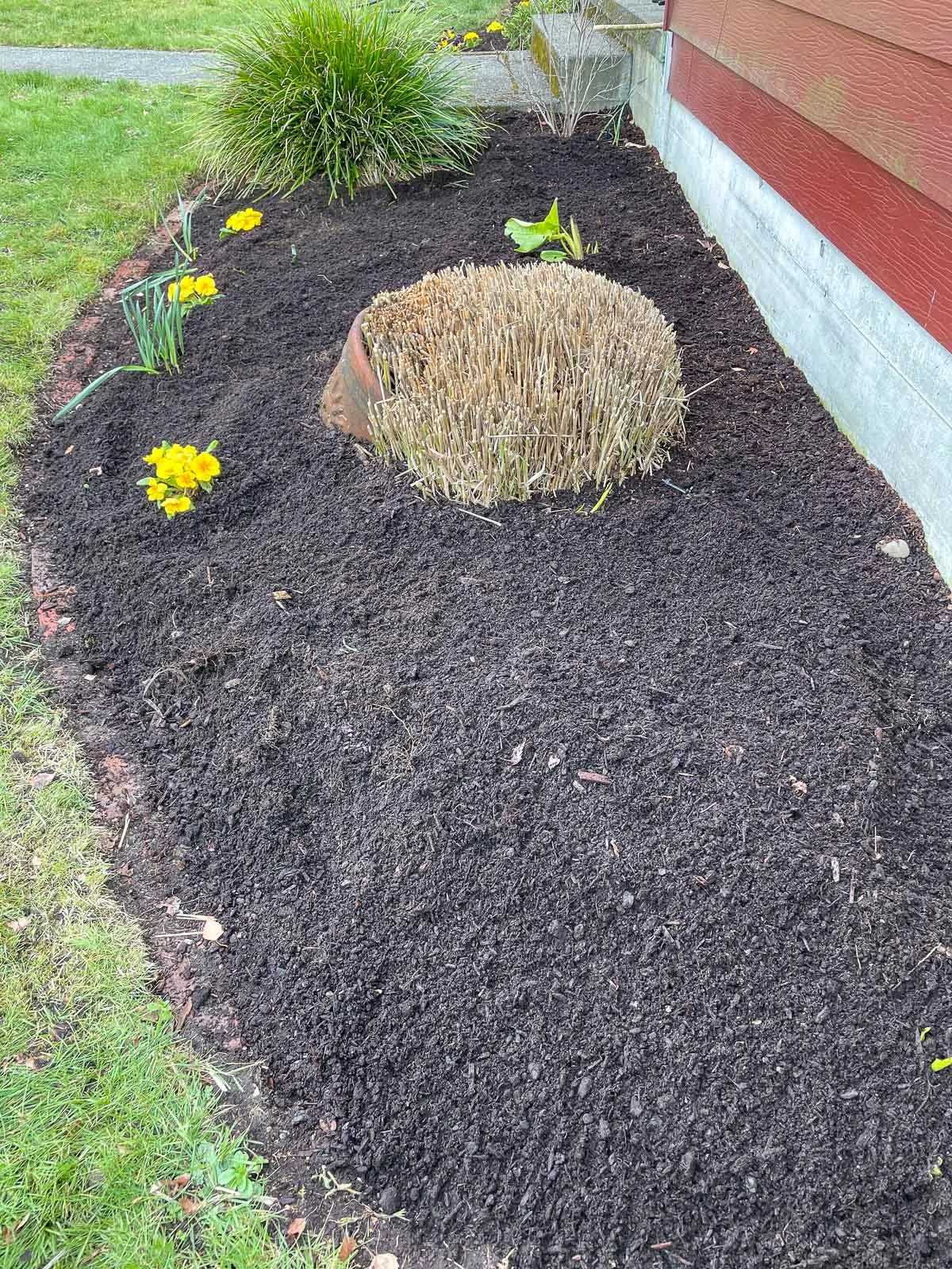 drip irrigation under mulch