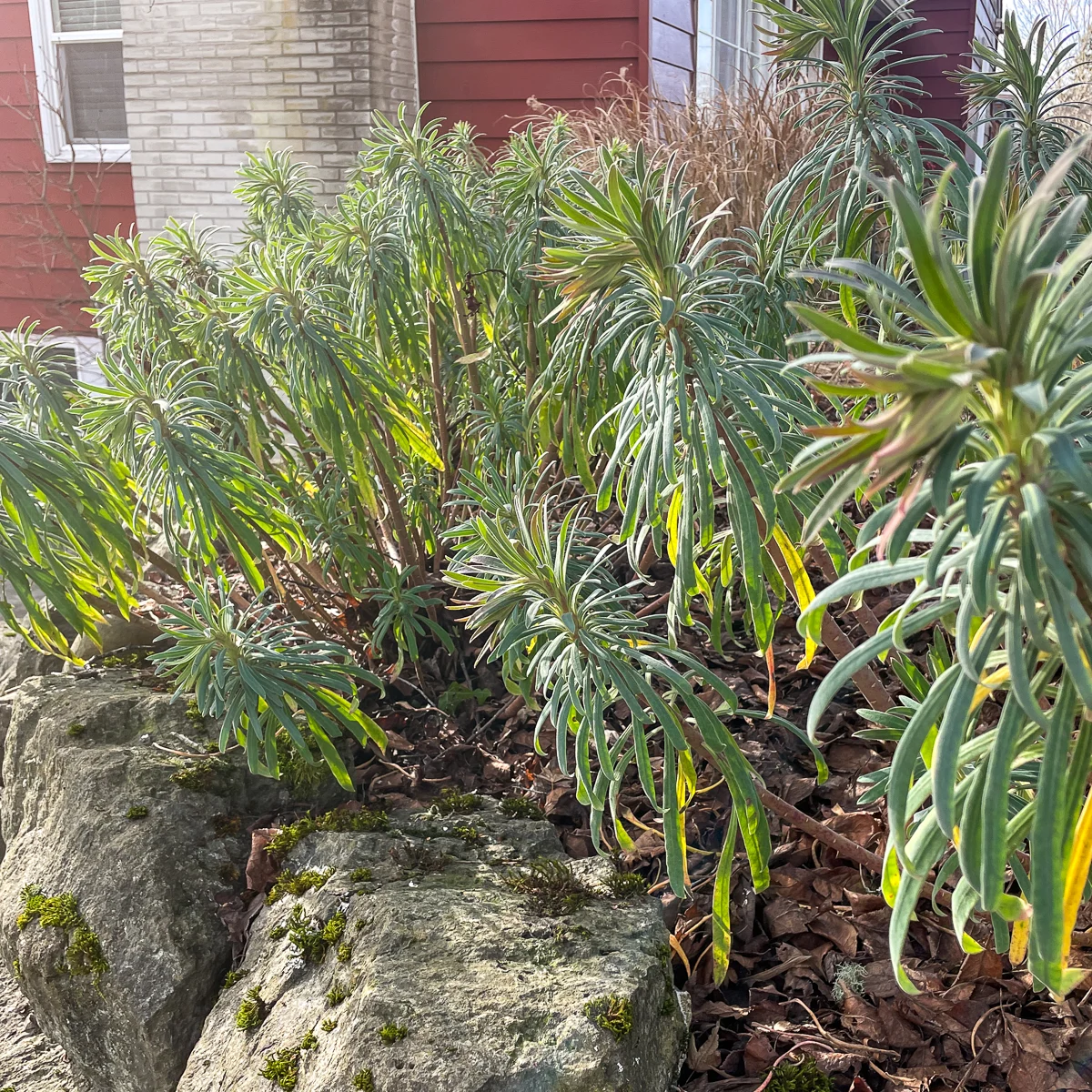 euphorbia along rock wall