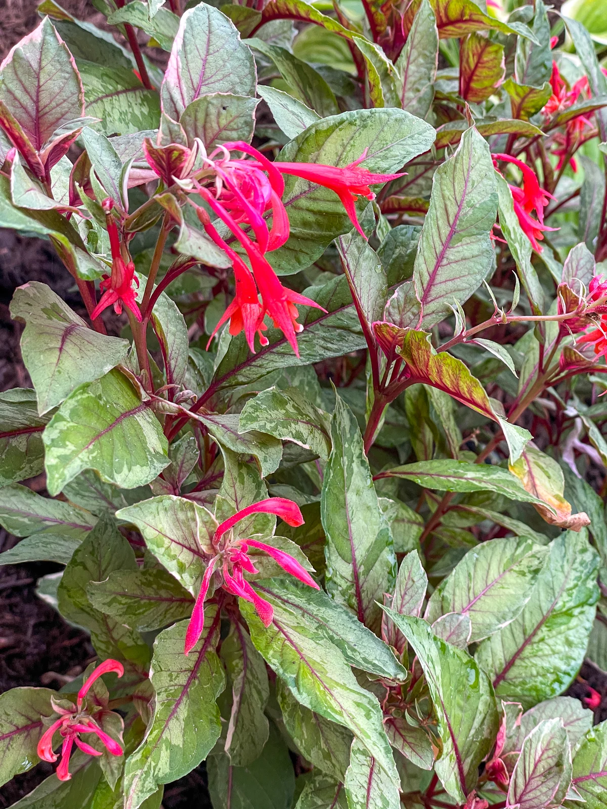 Firecracker fuchsia