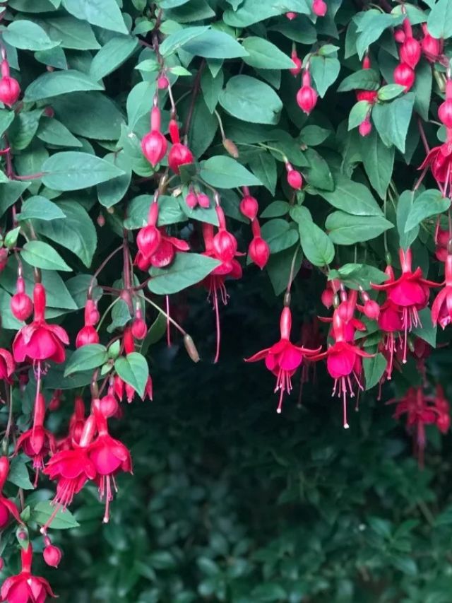 A couple of fuchs hanging from a tree. Fuchsia angel earrings cascading  plants. - PICRYL - Public Domain Media Search Engine Public Domain Image