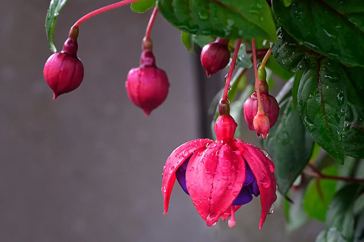 red and purple fuchsia flower