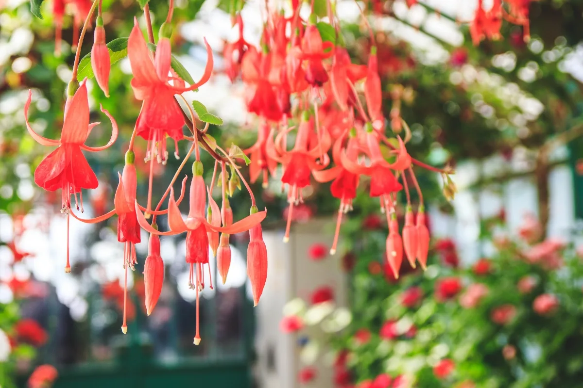 fuchsia growing in greenhouse