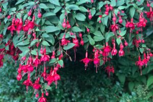 How To Grow And Care For Fuchsia Plants - Growhappierplants.com