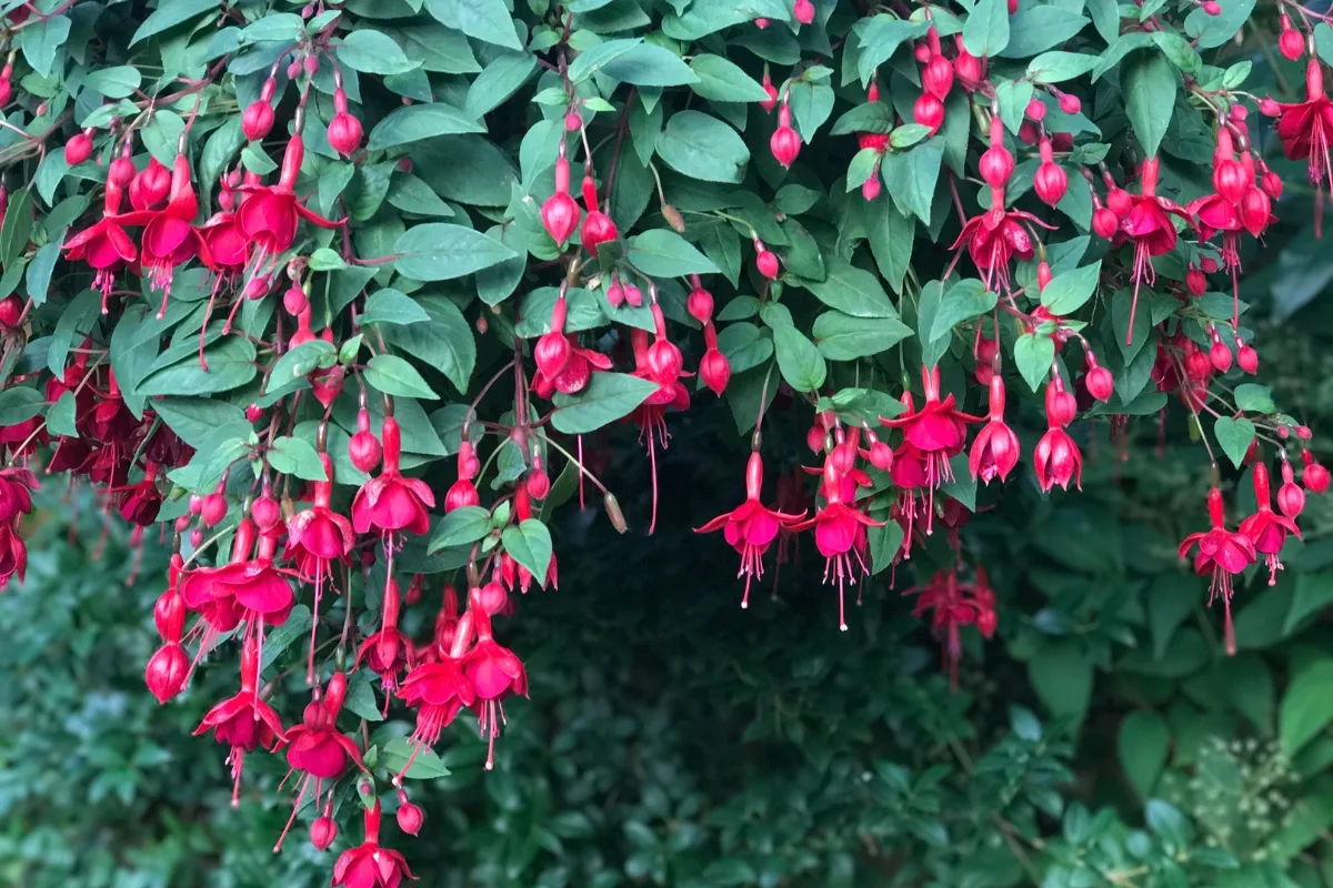 trailing fuchsia growing in hanging basket