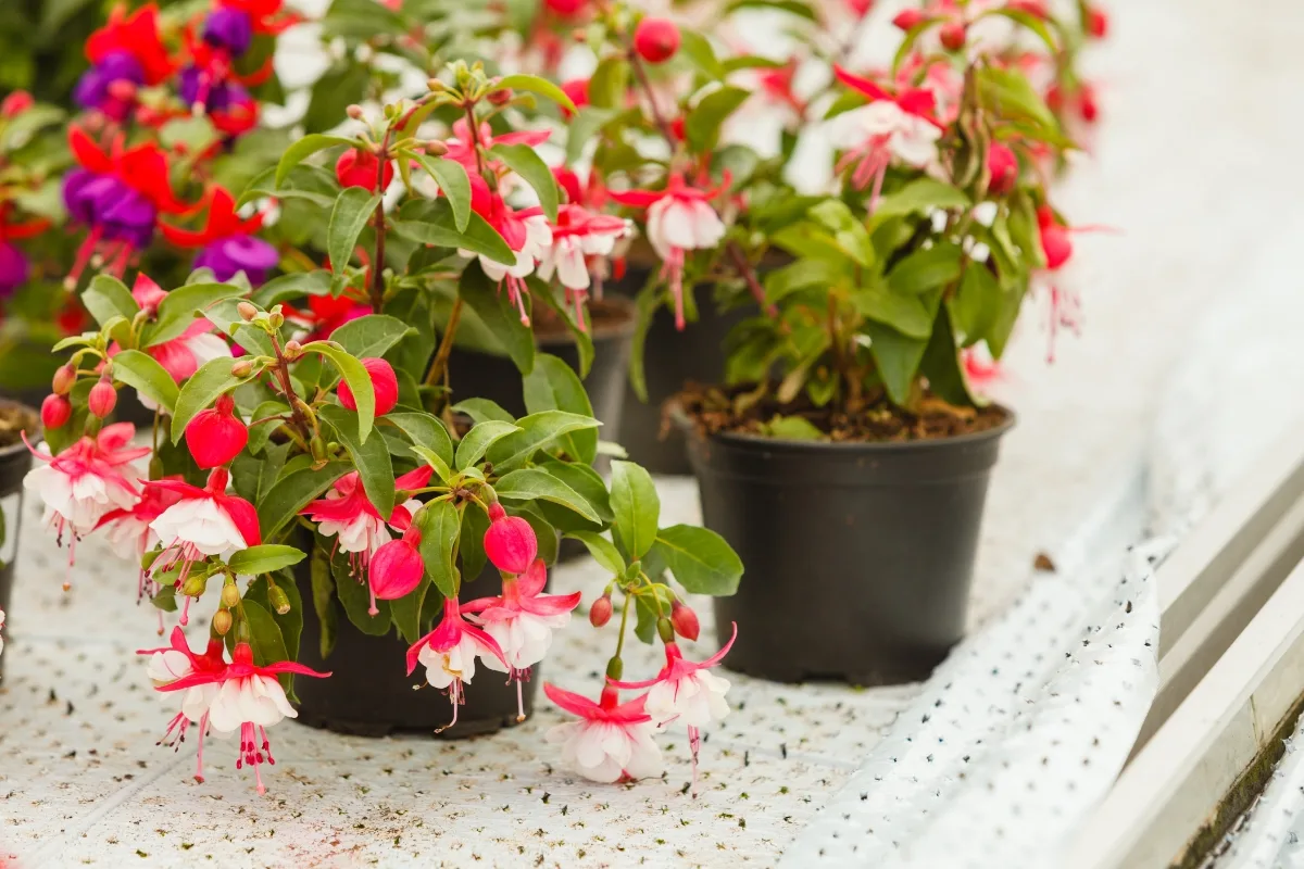 fuchsia plants in nursery pots