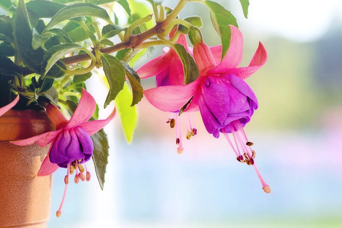 fuchsia growing in pot as a houseplant