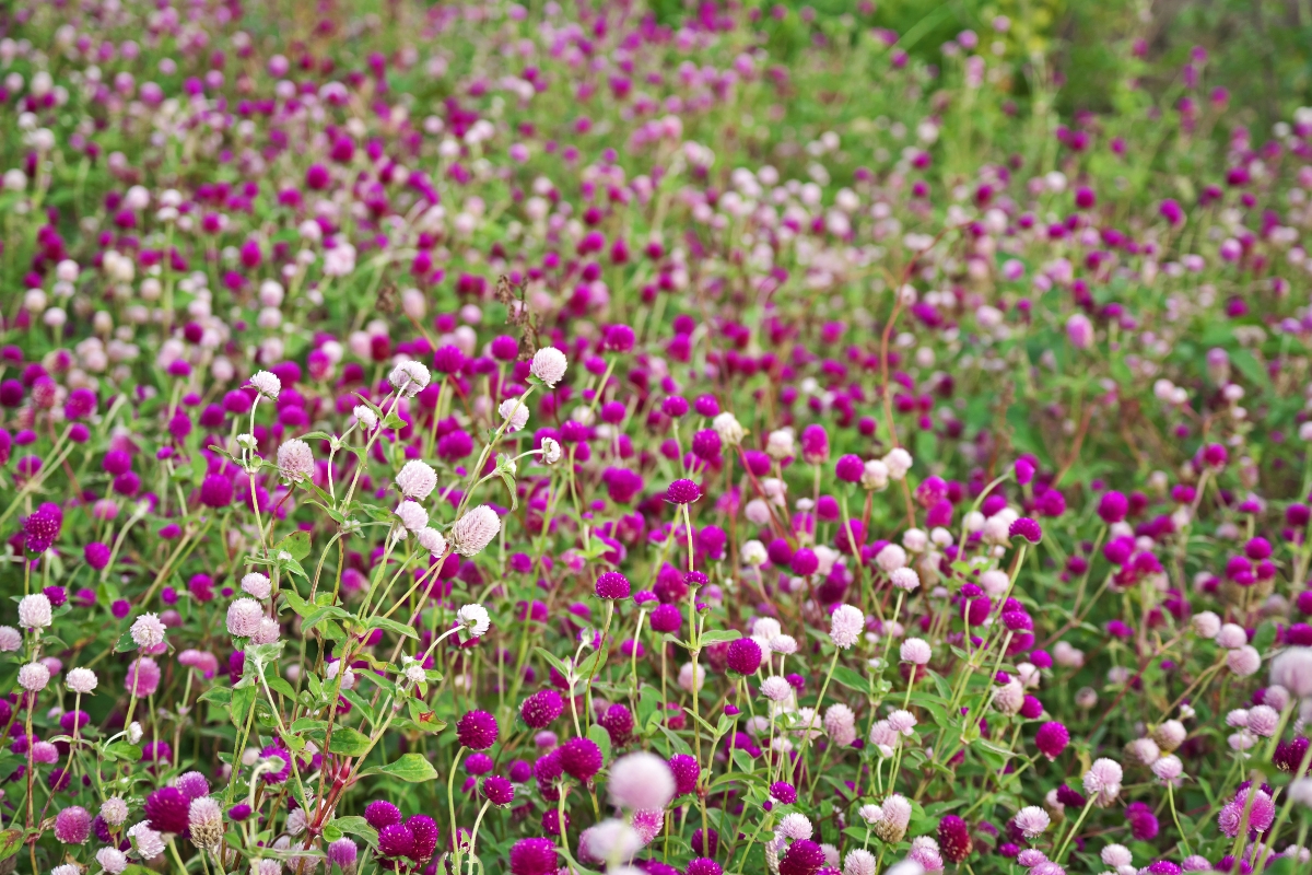 field of gomphrena flowers