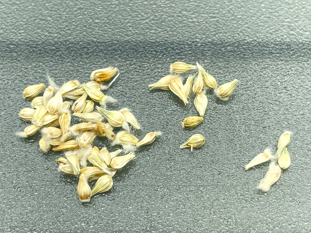 gomphrena seeds
