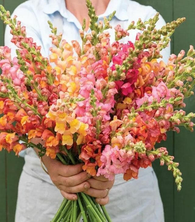 woman holding a bouquet of snapdragons