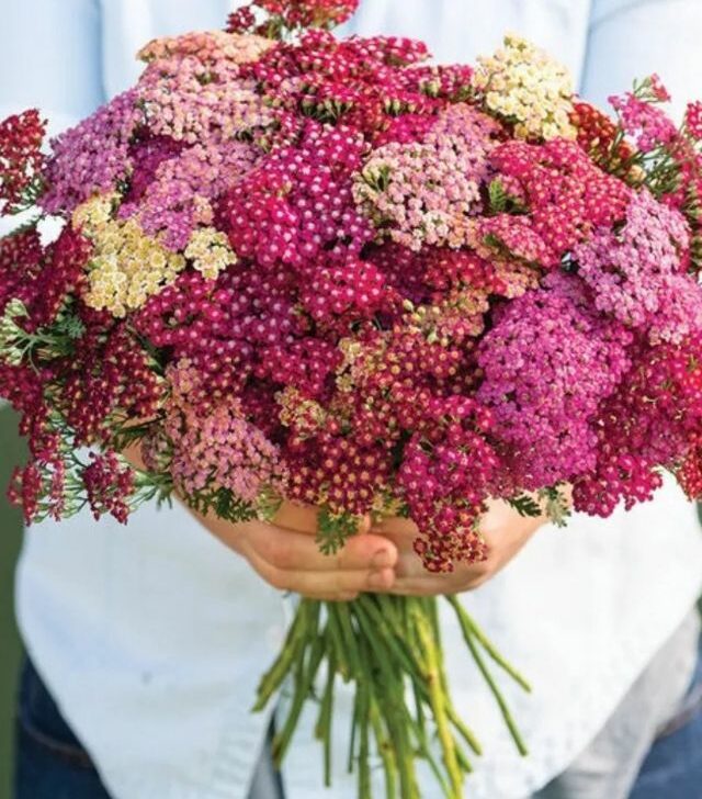 woman holding a bouquet of yarrow