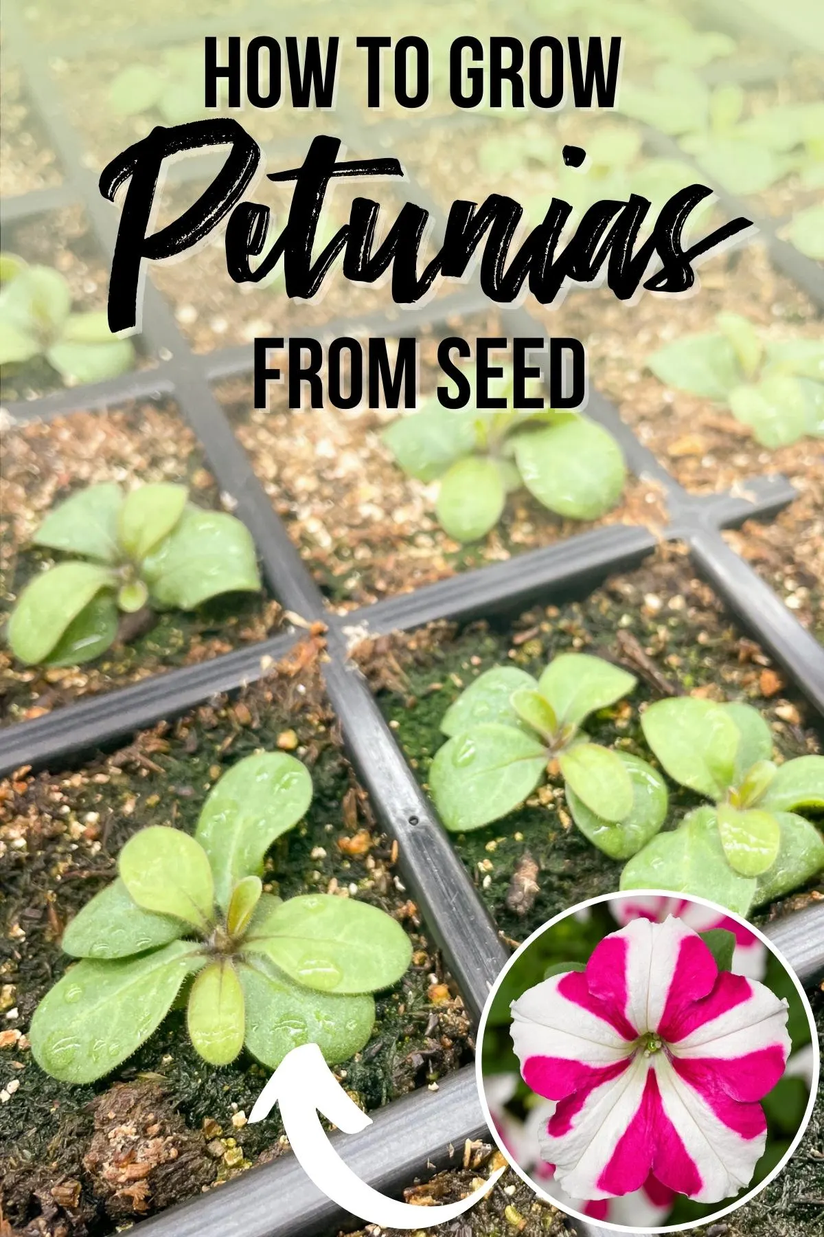 how to grow petunias from seed