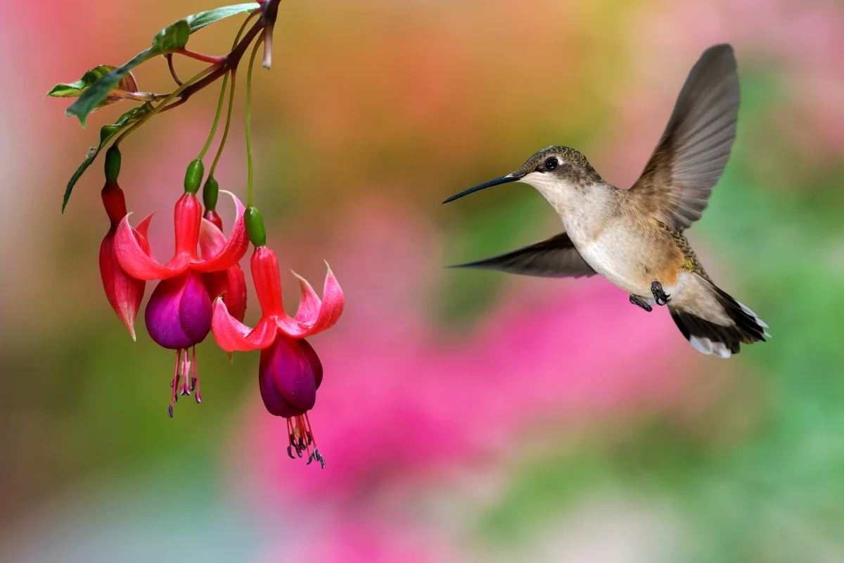 hummingbird attracted to fuchsia