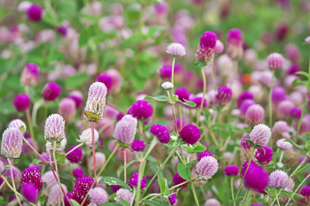 mix of dark and light pink gomphrena in garden