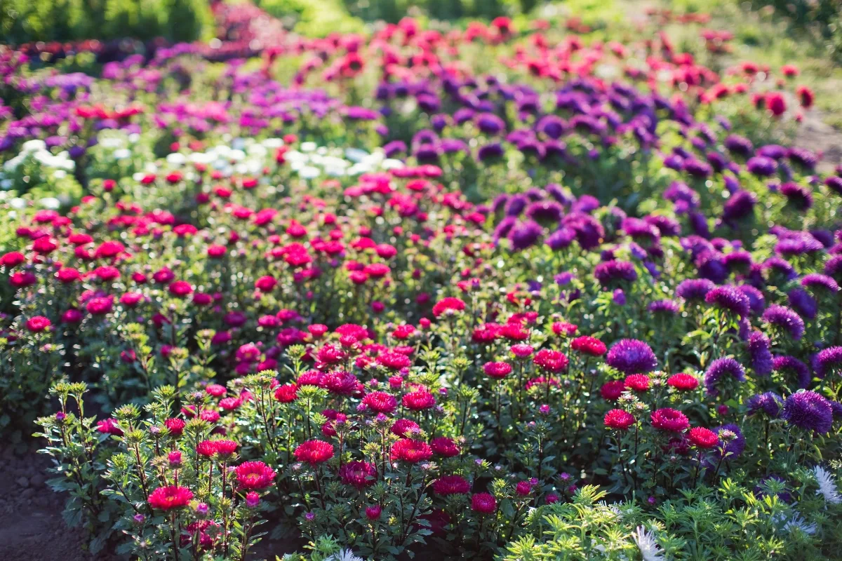 mix of gomphrena and other flowers