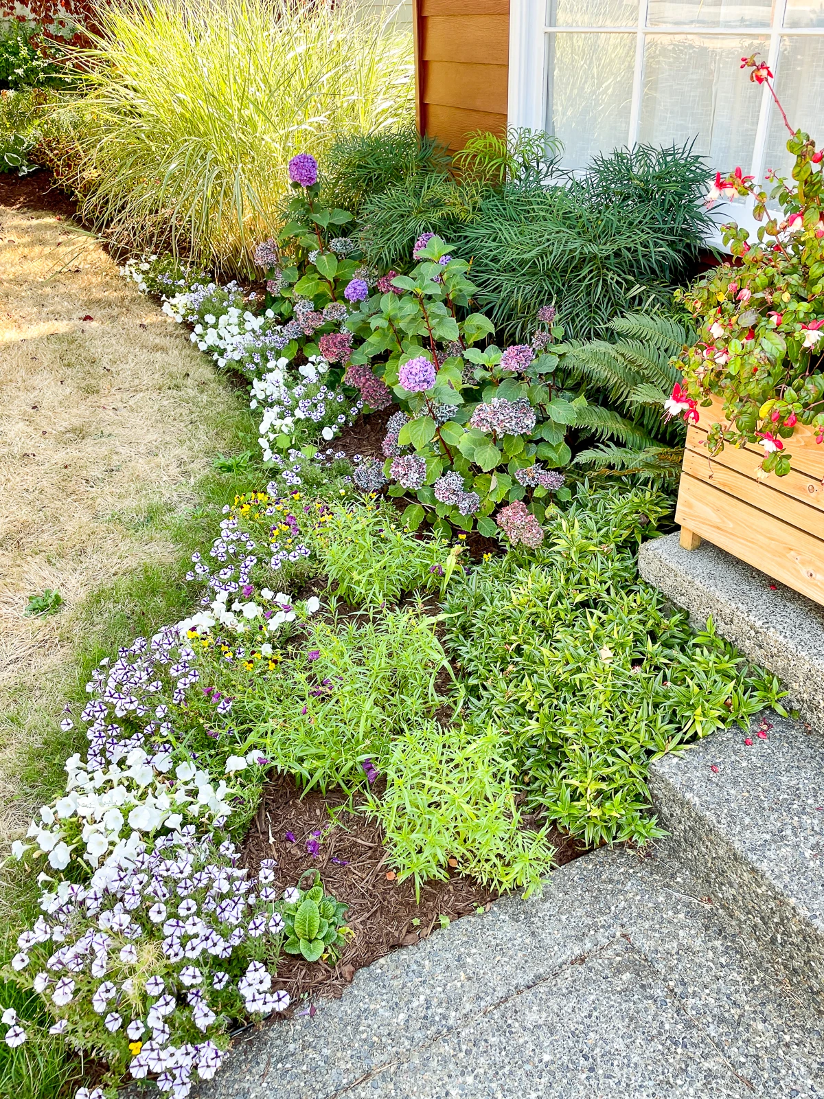 purple and white petunias along front edge of garden bed