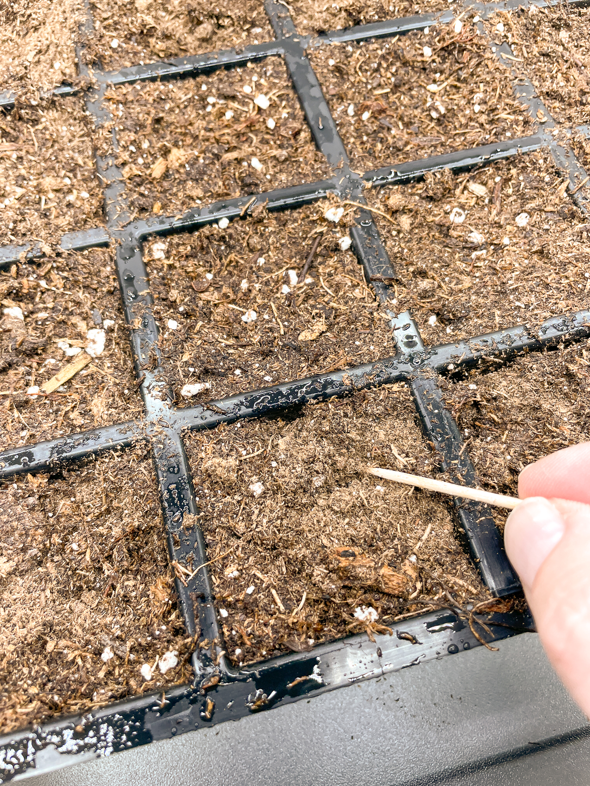 sowing petunia seeds on the surface of the soil with a toothpick