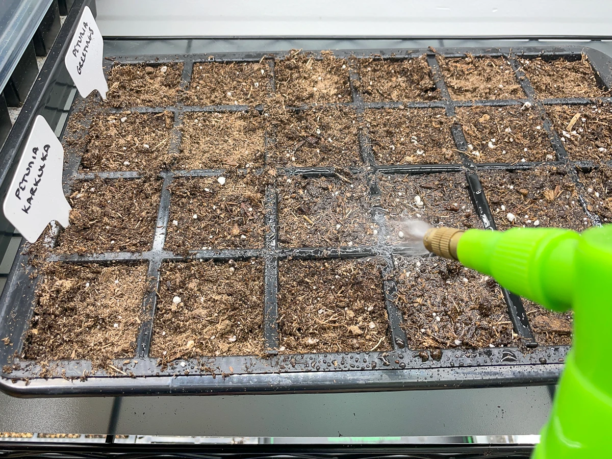watering petunia seeds with a misting spray bottle