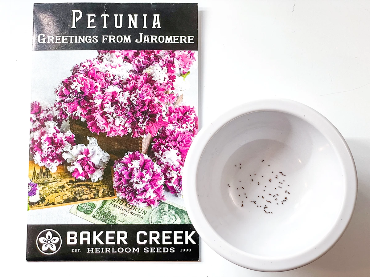 petunia seeds in small white bowl